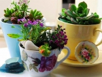 Cups with  flowers
