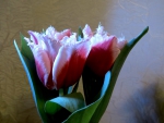 Beautiful Tulips
