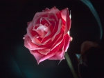 A Glowing Rose