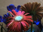 Gerbera In Bloom