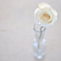 White Rose