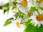 Chamomile Nature