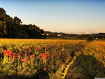 Higanbana and Rice Paddies