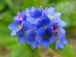 Forget me nots