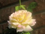 Beautiful Climbing rose