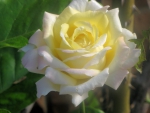 Pretty Climbing rose