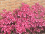 Pink bush