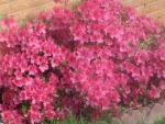 Pink Flowerbush
