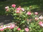 Climbing Pink Rosebush