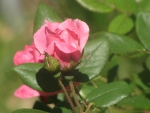 Beautiful Pink Climbing Rose