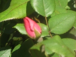 Pink Rosebud