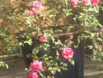 Neighbor's pink Rosebush