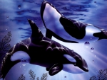 orca's swimming