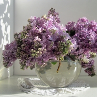 Lilac flowers