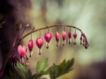 THE BEAUTY OF BLEEDING HEARTS