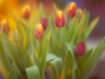 TULIPS IN SUNLIGHT