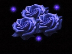 Blue Roses