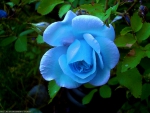 Blue Rose