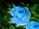 Blue Roses