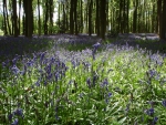 Bluebells at Micheldever