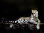 The beauty of the leopard