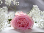 A Sweet Pink RoSe