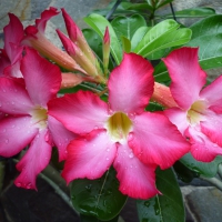 Morning dew drops on adenium