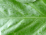 green leaf