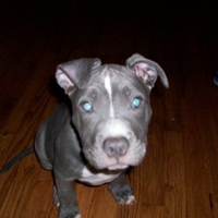blue pit pup