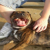 tired of playing fetch 