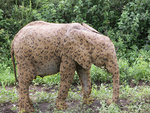 The Rare but Beautiful Spotted Elephant