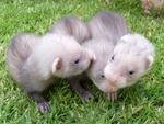 Ferret Cuddles on the Grass 2