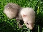 Ferret Baby on the Grass