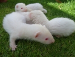 Albino Ferret Babies