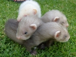 Ferret Cuddles on the Grass 3
