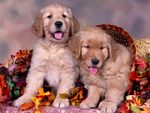 Cute Dogs