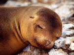 Sleeping Seal