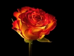 Fiery rose