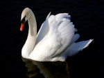 Swan on black