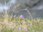 mountain grass & flower