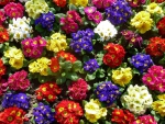 colorful flowers