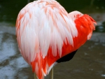 Flamingo heart