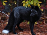 A BLACK FOX