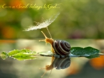 SNAIL WITH SUN UMBRILLA