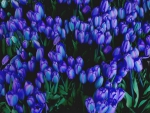 Tulip blues