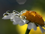 Oxeye Daisy