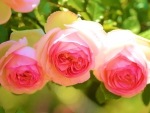 Pink Roses