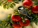 A bird in an apple tree