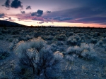 sunset on desert shrubs