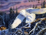 white owl